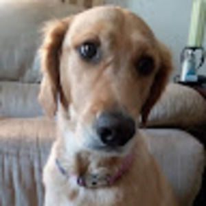 Meet your Posher, Dog